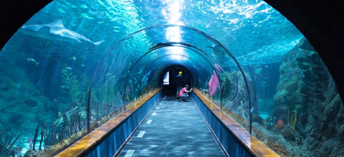 Sydney aquarium sea life reef barrier great bokor zoo exhibition night tank syd au broadsheet courtesy photography